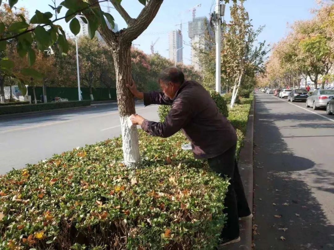 广东省绿化养护期的重要性与实践