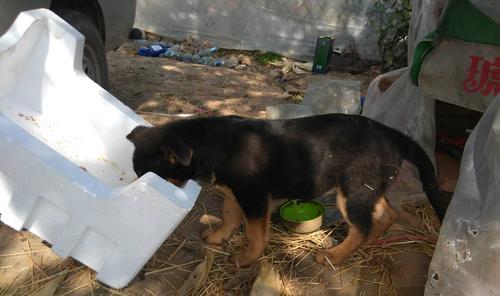 两个月大的德国牧羊犬的饮食指南，应该吃什么？