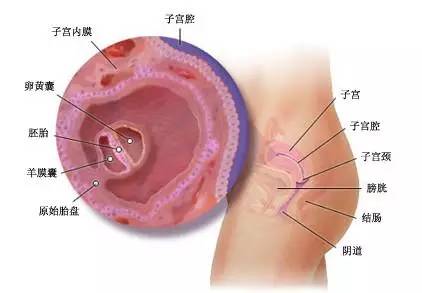 怀三个月胎儿图，揭示早期妊娠的神秘面纱