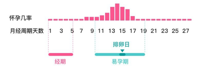 女人每个月排多少卵子，深度解析女性生育机制